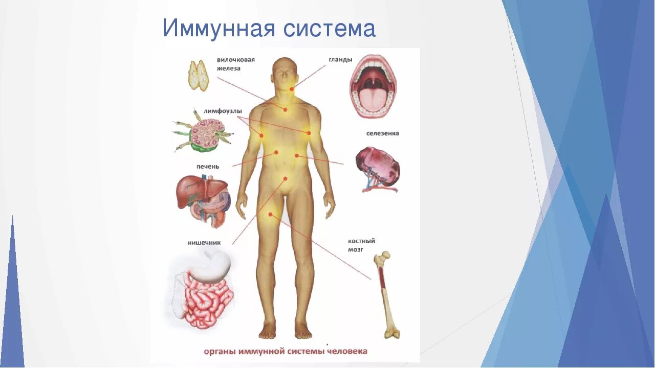 Иммунная система состоит из. Иммунная система человека схема 8 класс. Органы иммунной системы человека 8 класс биология. Схема иммунной системы организма человека биология 8 класс. Органы иммунной системы человека рисунок.