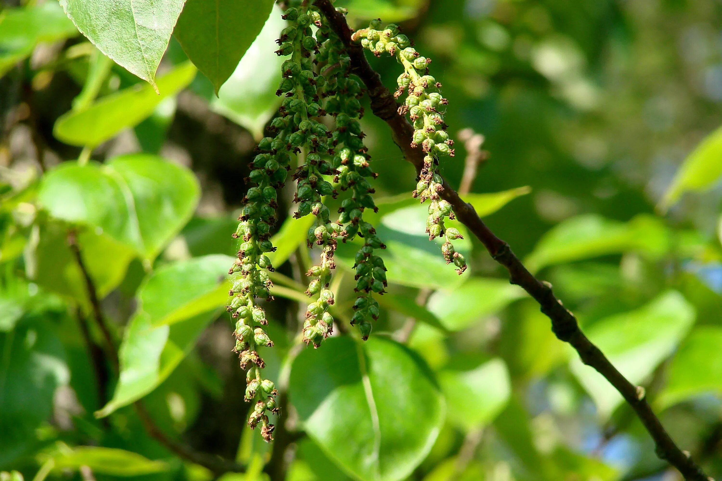 Тополь латынь. Тополь черный (populus nigra). тополь черный, осокорь – populus nigra. популюс нигра. тополь черный осокорь плод.