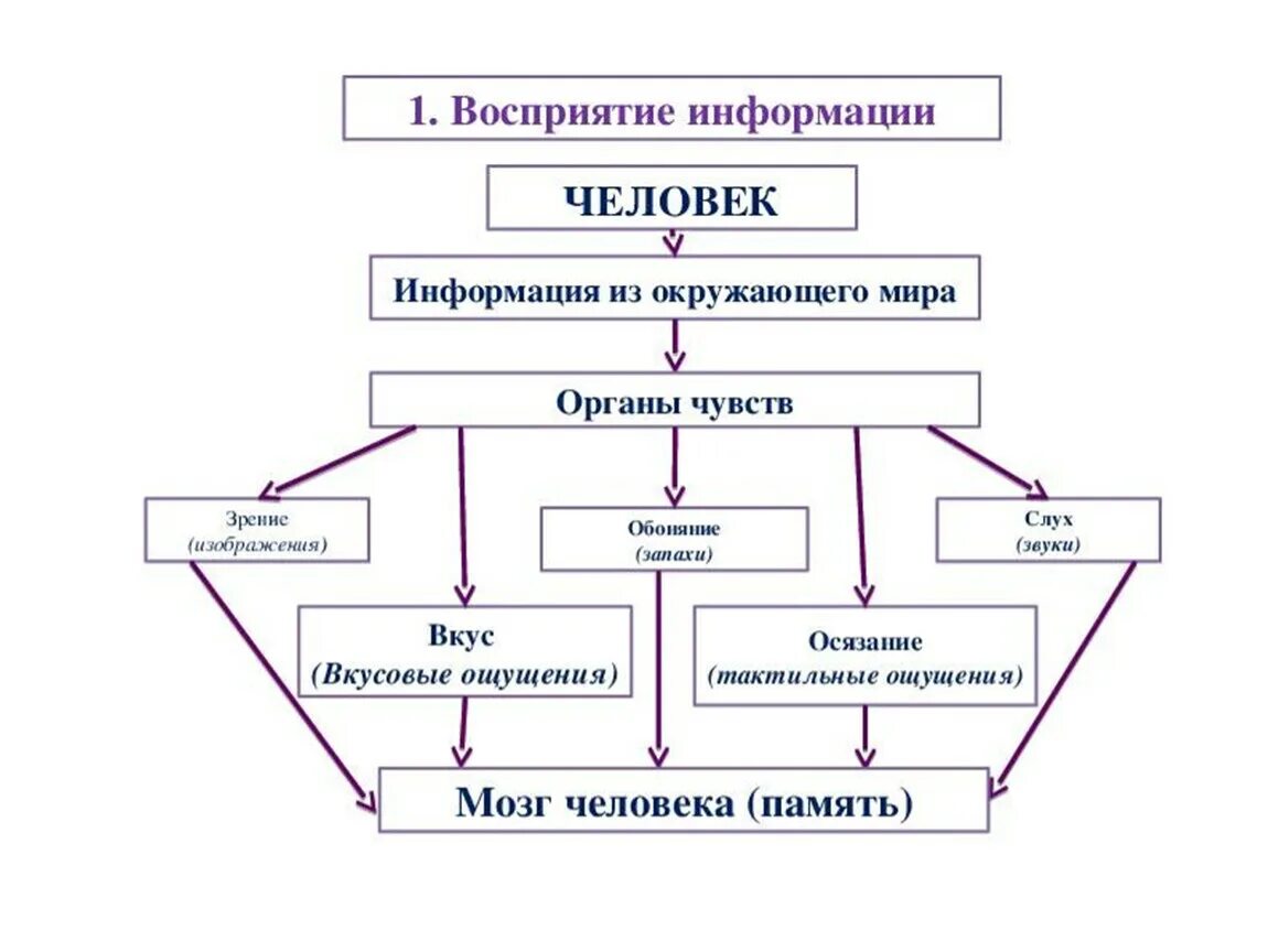 Восприятие структура информации. Восприятие информации. Восприятие информации человеком. Каналы восприятия информации человеком технология 5 класс. Схема восприятия информации.