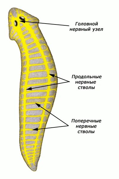 Нервная система лестничного типа у плоских червей. Нервная система система планарии. Тип нервной системы у планарии. Строение нервнойсистемы паланария.