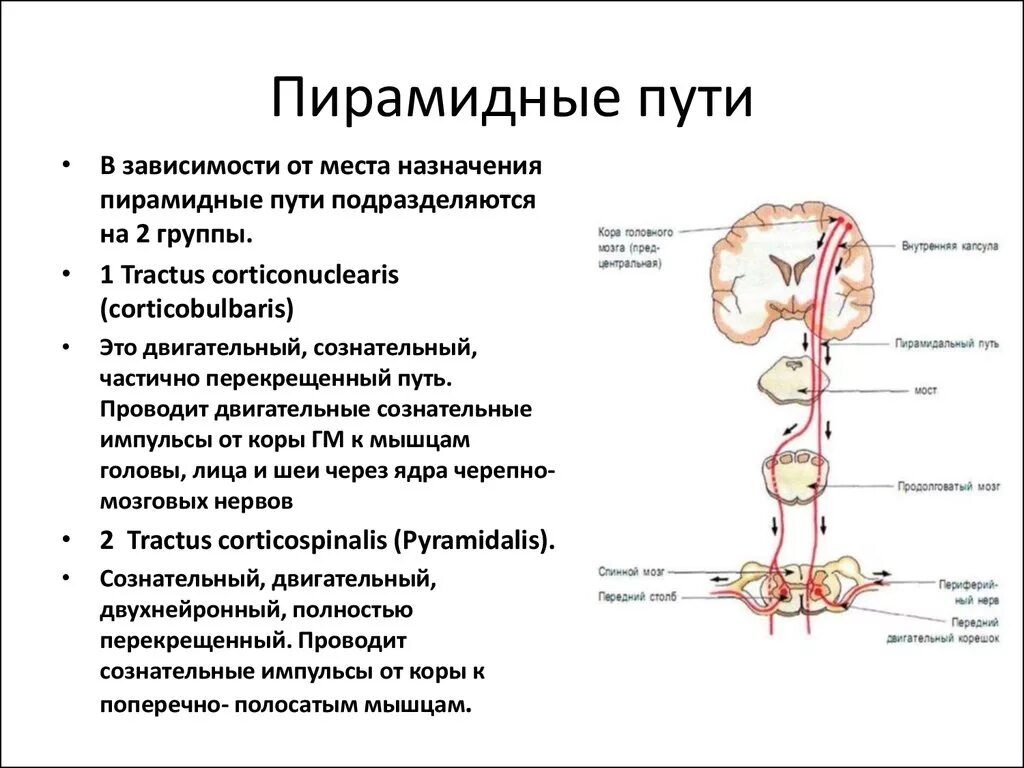 Нисходящая система. Экстрапирамидная система неврология проводящие пути. Проводящие пути экстрапирамидной системы схема. Пирамидный тракт спинного мозга. Пирамидный путь неврология схема.