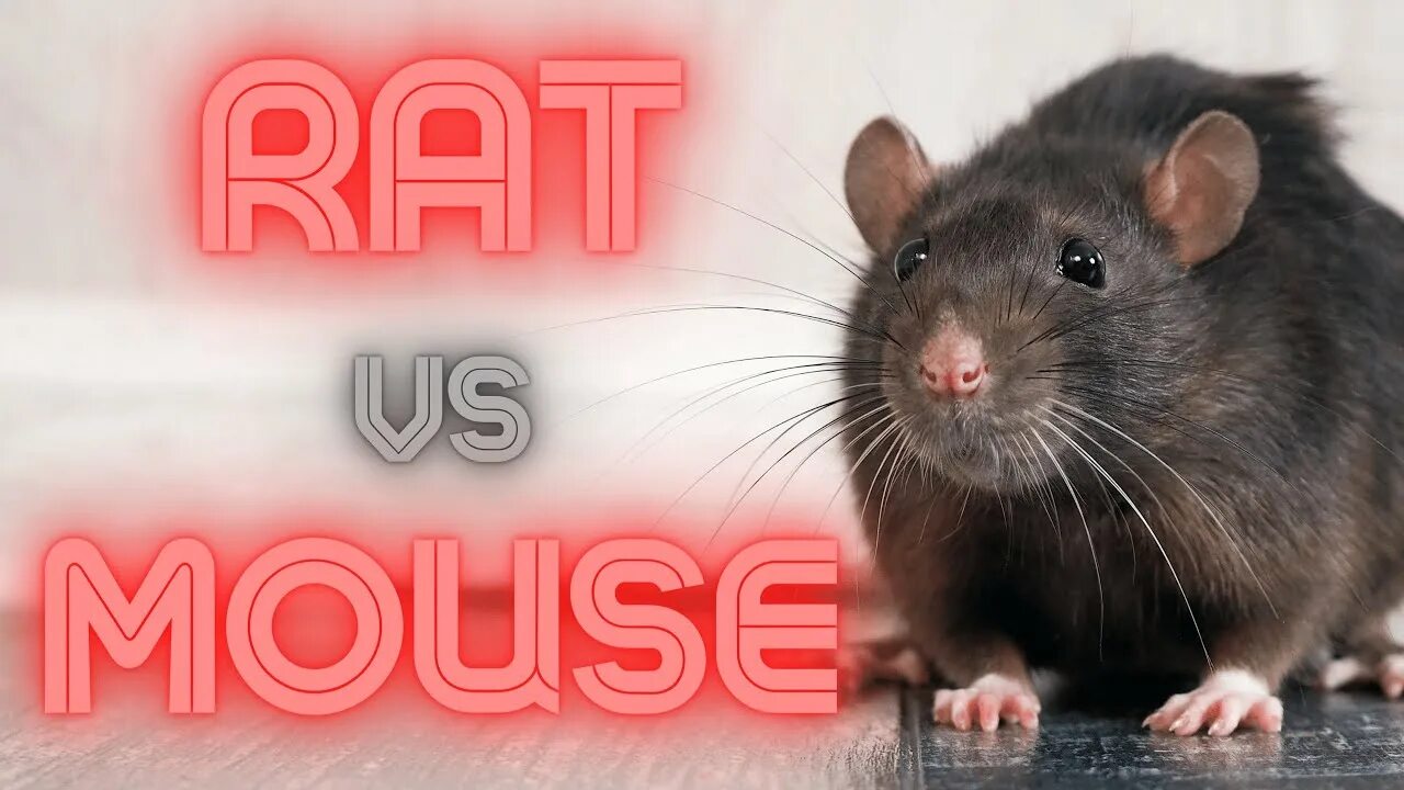 Mouse vs rat. Писк мыши. Rat and boa.