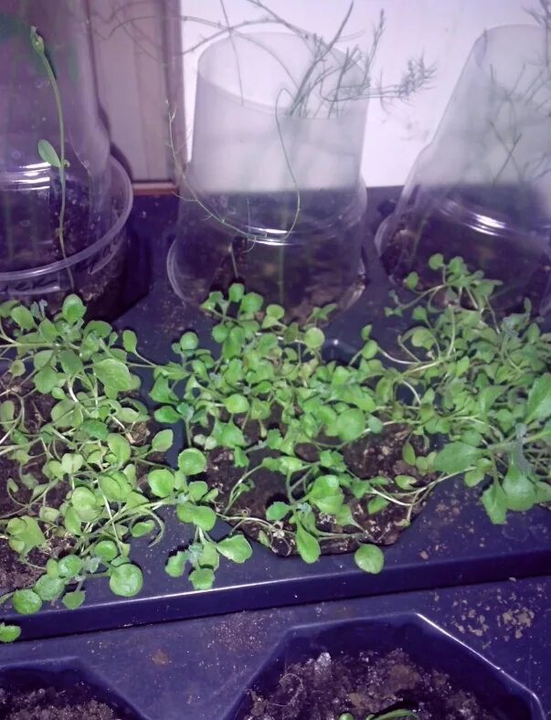 Пикировка лобелии ампельной. Аубреция многолетняя рассада. Рассада обриеты. Обриета семена рассада. Посадка обриеты семенами на рассаду.