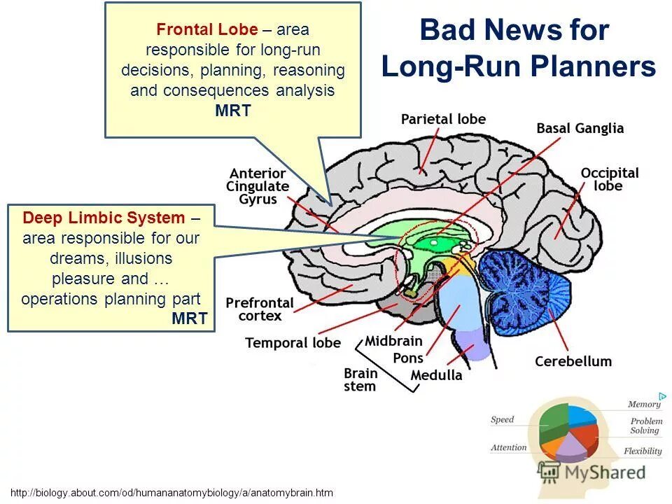 Frontal Lobe. Frontal Lobe areas. R+V=Lobe. Can you Regrow frontal Lobe. Attention speed up