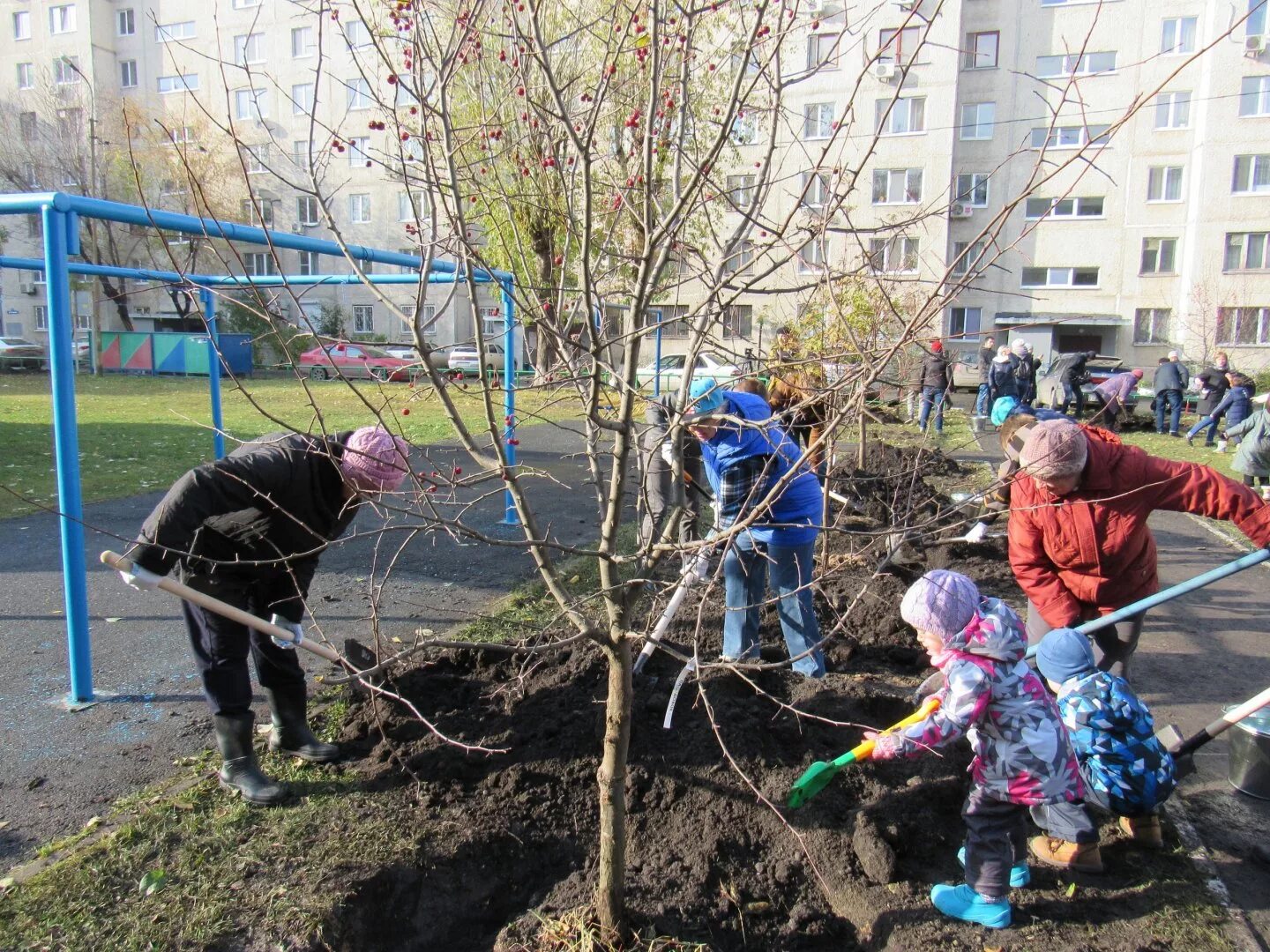 Посадить дерево дворе дома. Деревья для придомовой территории. посадка деревьев и кустов придомовой территории. деревья во дворе многоквартирного дома. кустарники для двора многоэтажки.
