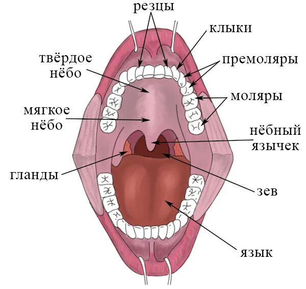 Твердое небо полости рта. Строение мягкого неба анатомия. Мягкое небо ротовой полости.