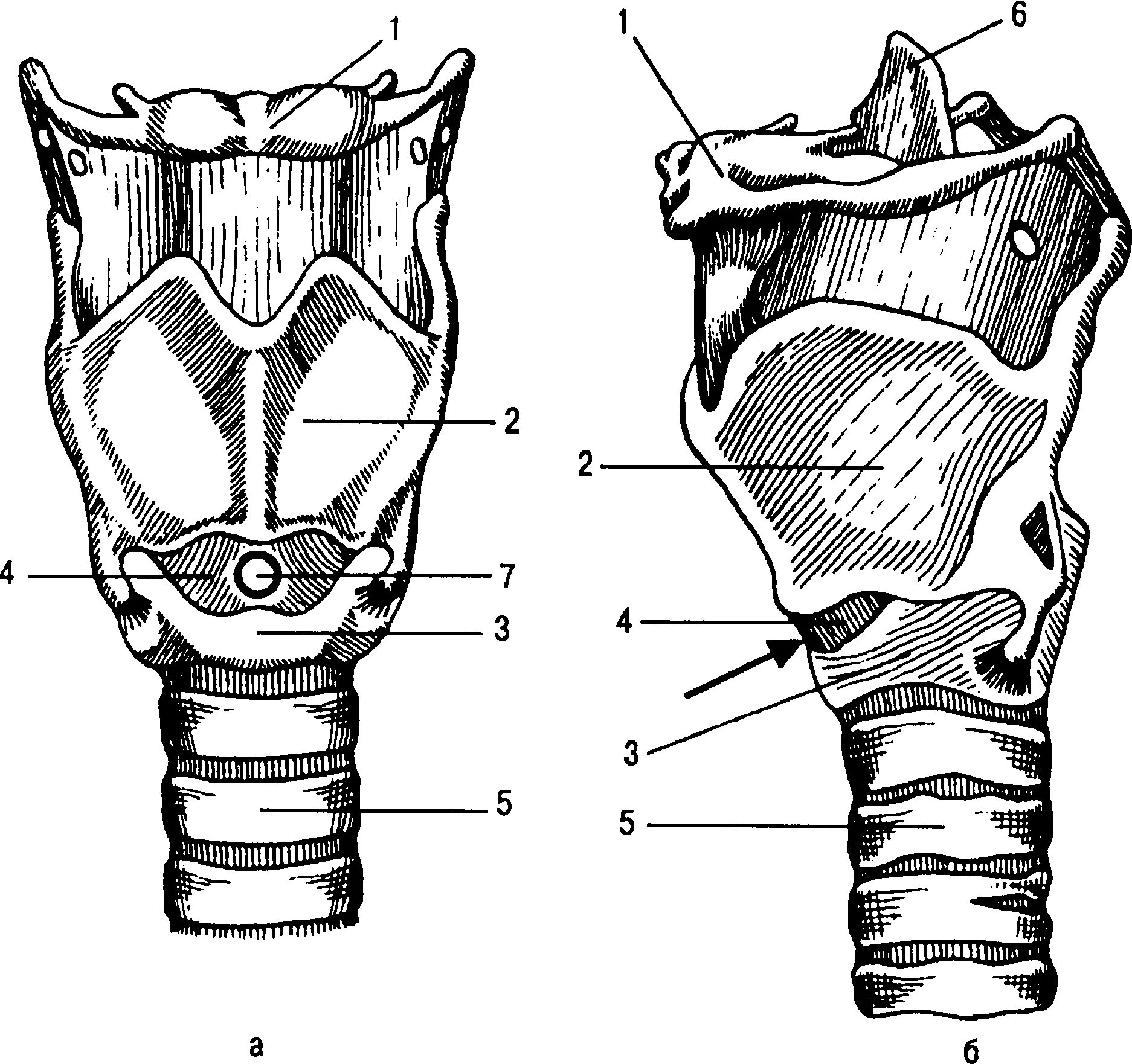 На рисунке изображено строение гортани выберите две. Щитовидный хрящ и перстневидный хрящ. Надгортанник и щитовидный хрящ. Строение гортани спереди. Перстневидный хрящ анатомия гортани.