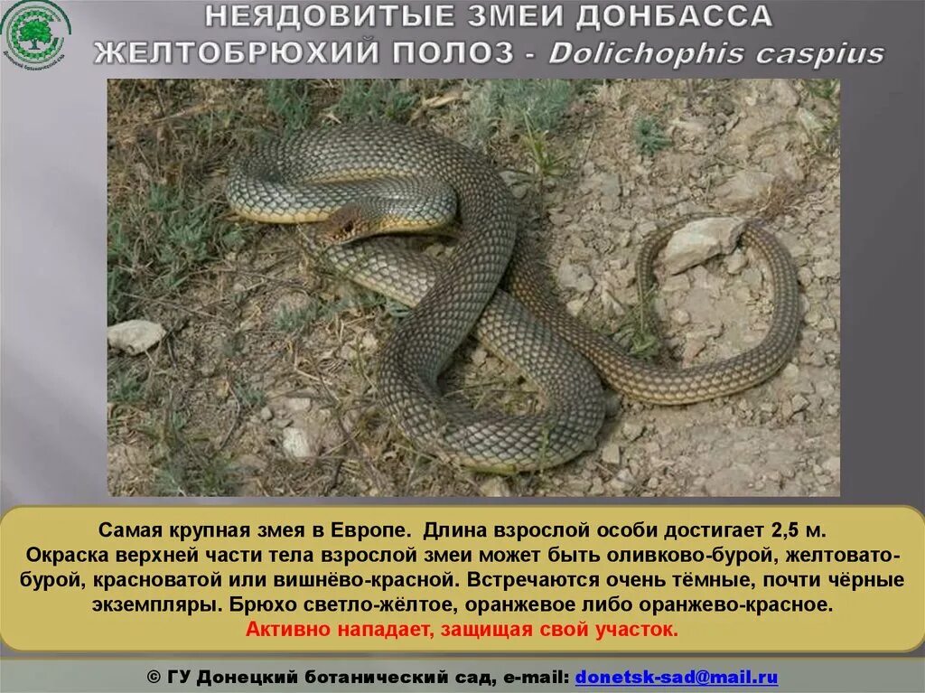 Желтобрюхий полоз фото и описание. Желтобрюхий полоз ядовитый. Желтобрюхий полоз. Желтобрюхий каспийский полоз. Желтобрюхий полоз (dolichophis caspius).