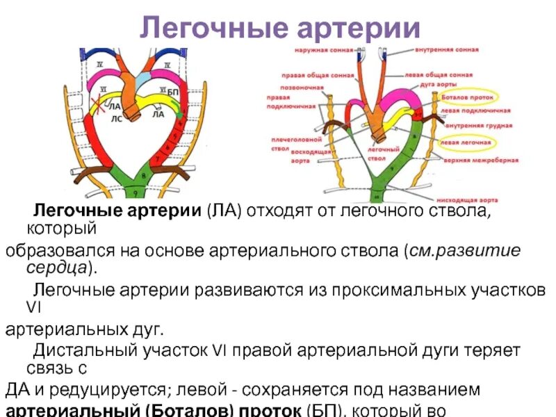 Легочная артерия. Легочная артерия отходит от. Сегменты легочной артерии. Легочный артериальный ствол. Сколько легочных артерий