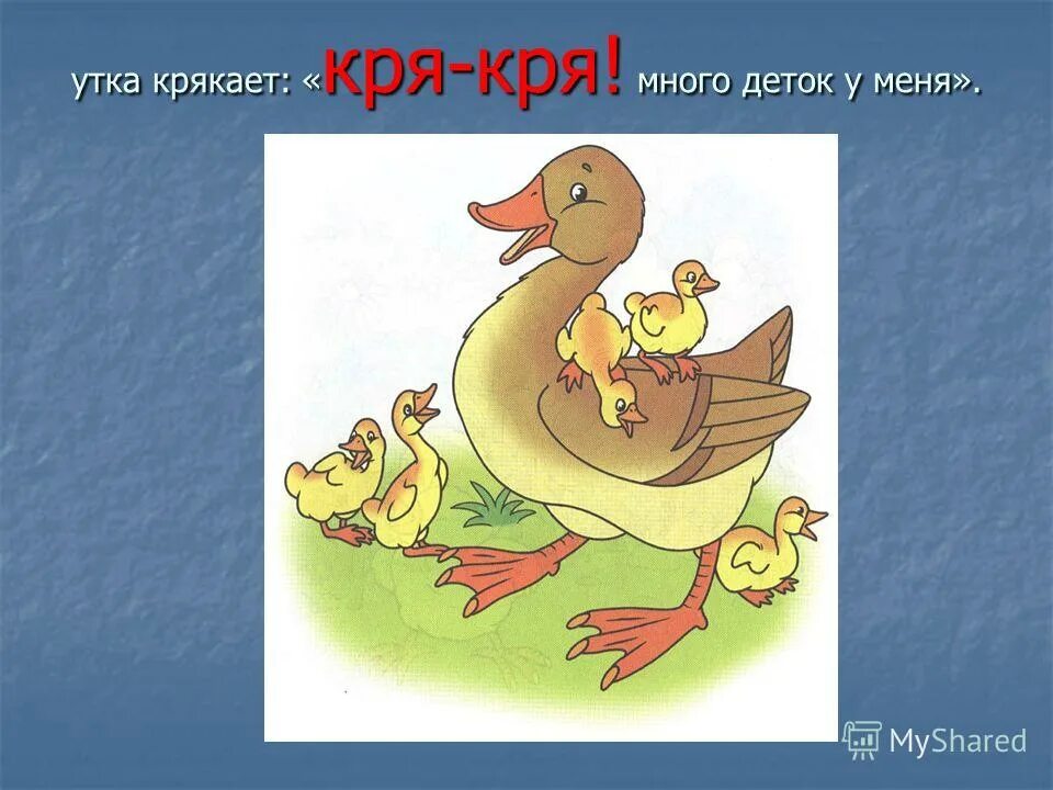 Утка крякает звук. Утенок кря. Утка крякает. Уточка кря кря. Утка крякает кря кря кря.