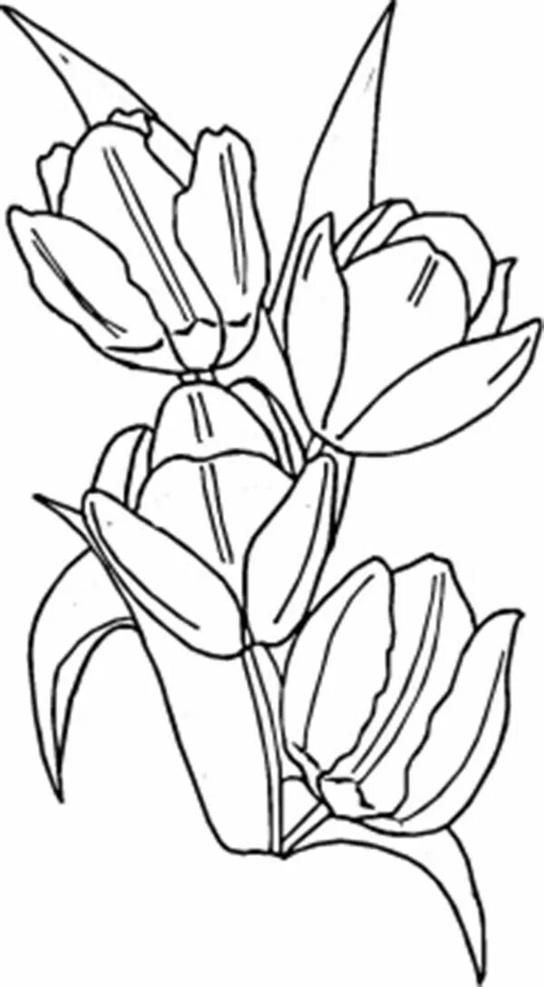 Три тюльпана раскраска. Тюльпан раскраска. Раскраска тюльпаны распечатать. Раскраска тюльпаны распечатать. Раскраска тюльпаны распечатать.