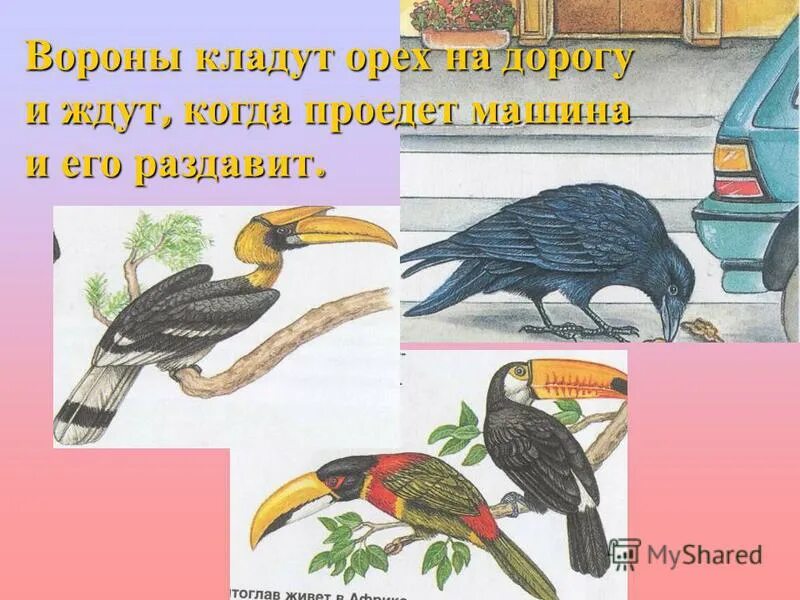 Птицы не умеют петь