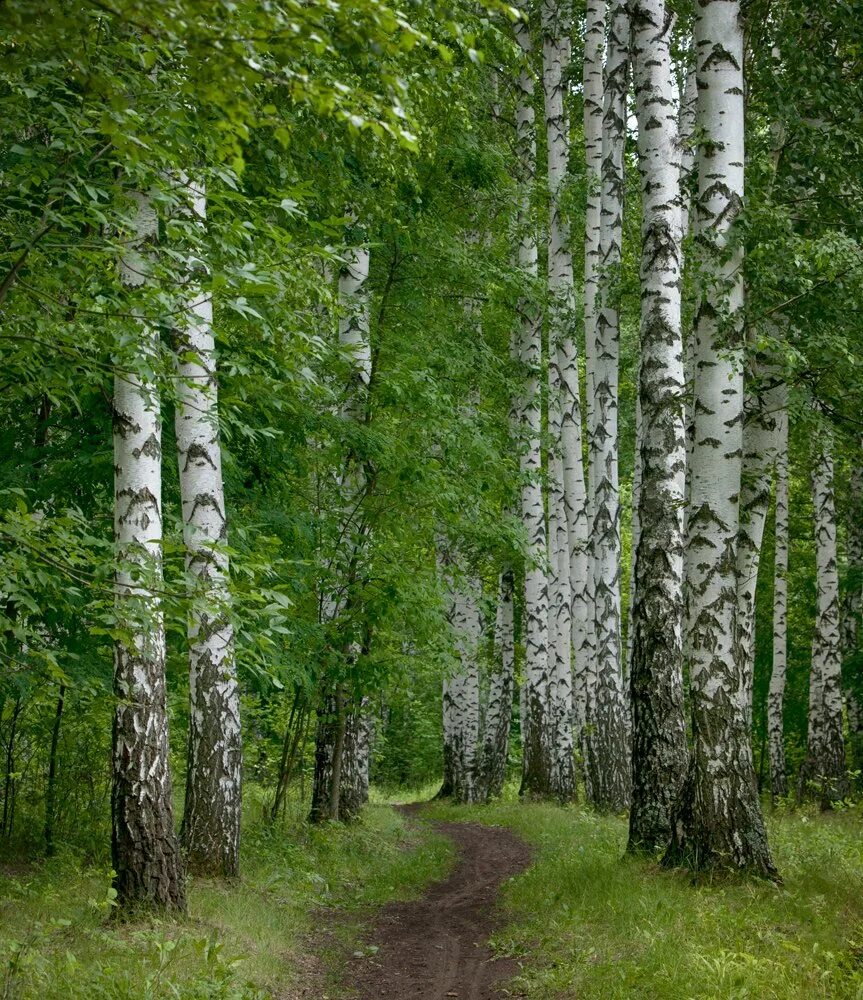 Лес Тинь Зинь Энгельс. Лес Березовая роща. Берёзовая роща Златоуст. Березовая роща Горно Алтайск.