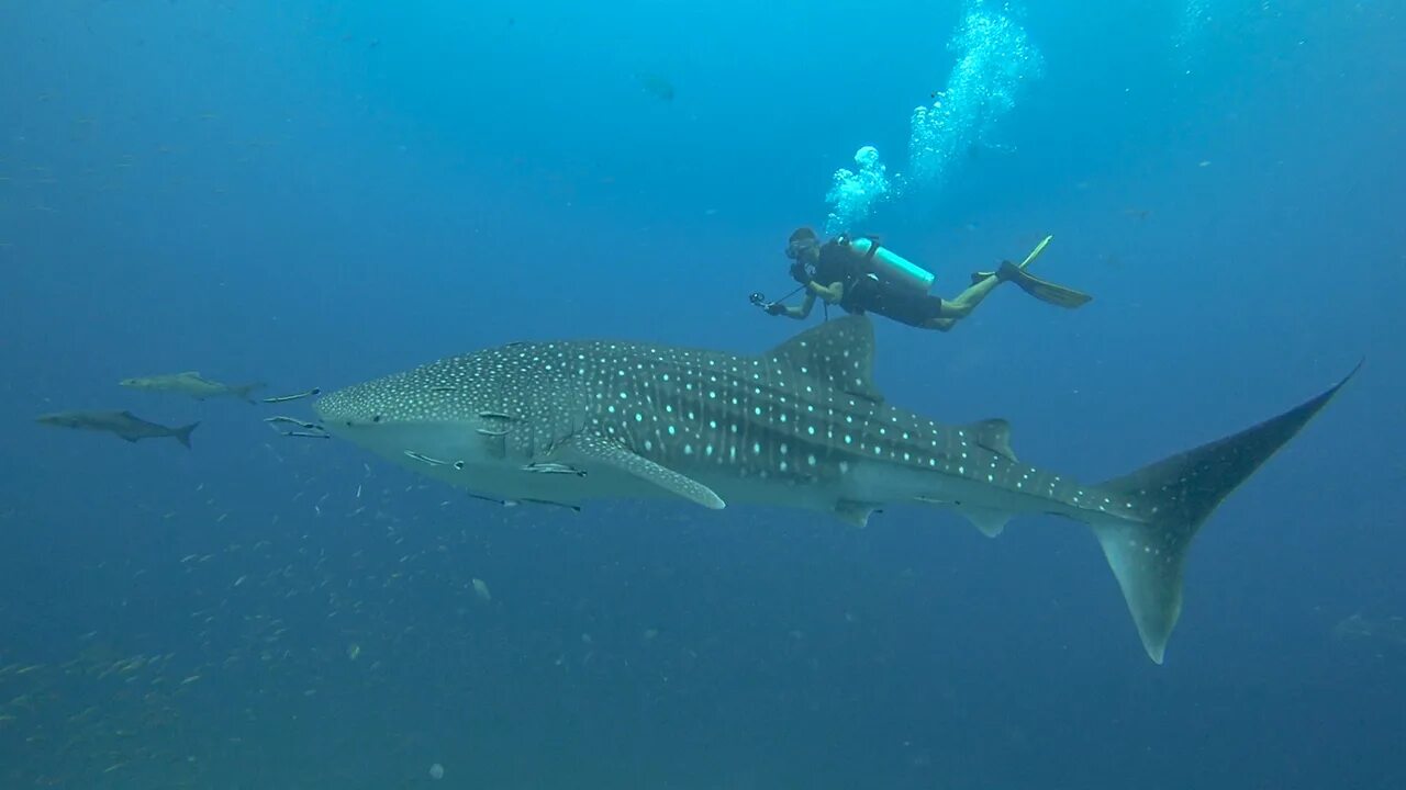 Shark return. Китовые акулы Филиппины Бохоль. Гигантская китовая акула. Фото китовой акулы. Китовые акулы Индонезия.