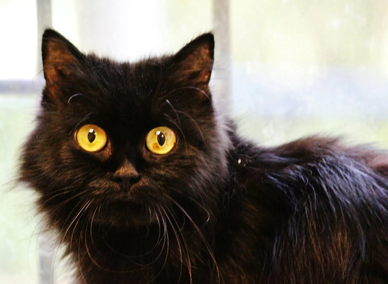 Порода черной кошки с желтыми глазами. Шантильи Тиффани кошка. Богемская кошка чёрная. Кот пушистый чёрный. Черная пушистая кошка.
