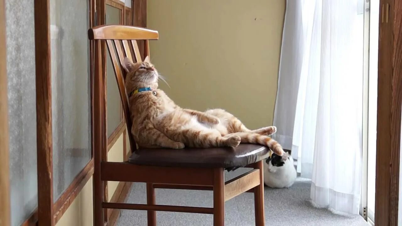 Кот behind the Chair. Кот on the Chair. Предлоги кошка на стуле. The Cat is the Armchair. The cat is the chair