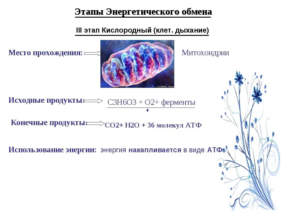 2 этап бескислородный энергетического обмена. Схема кислородного этапа клеточного дыхания. Кислородный этап энергетического обмена. Этапы кислородного этапа энергетического обмена. Кислородный этап энергетичесеоготобмена.