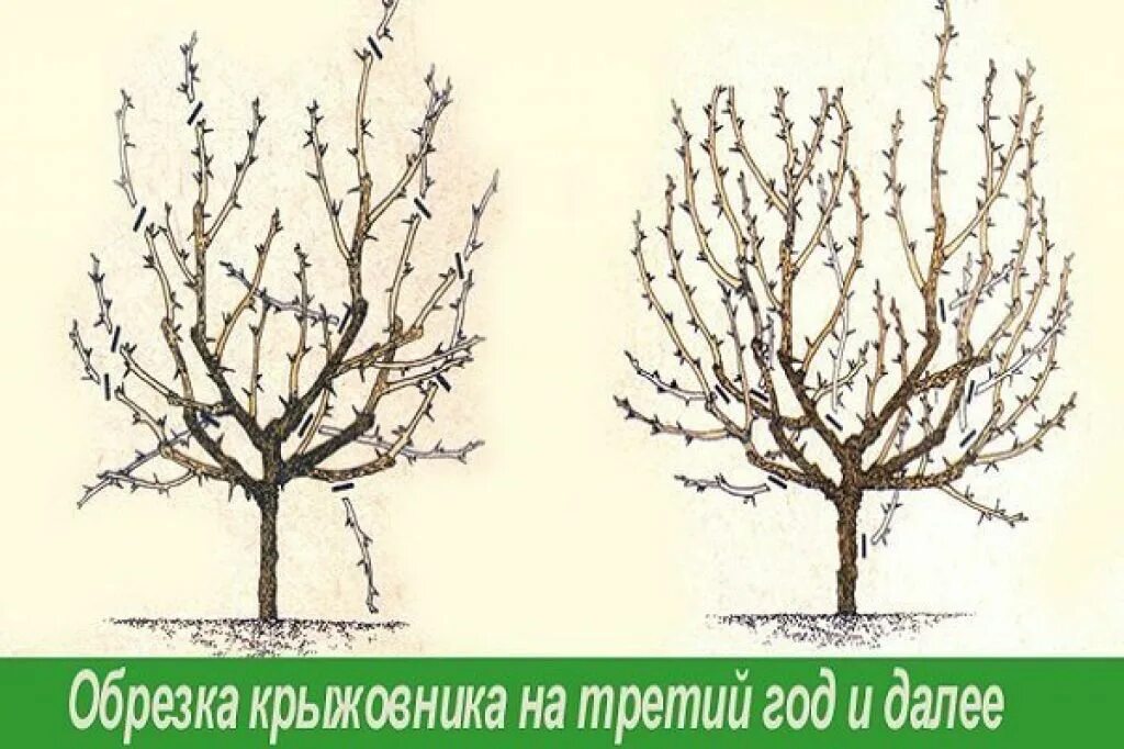 Нужно ли обрезать крыжовник. Схема обрезки крыжовника весной. Обрезанный куст крыжовника. Схема обрезки куста крыжовника. Обрезка крыжовника осенью схема.