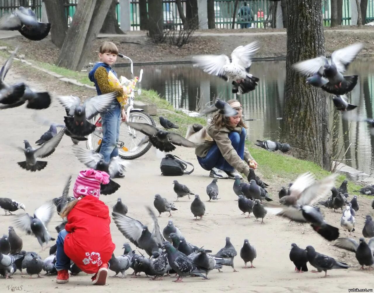 Поведение голубей в городе