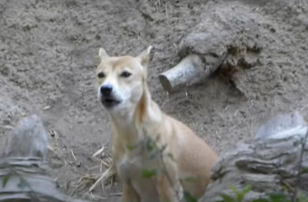 белая поющая собака. белая поющая собака. новогвинейская поющая собака окрасы. каролина порода собак. белая поющая собака.