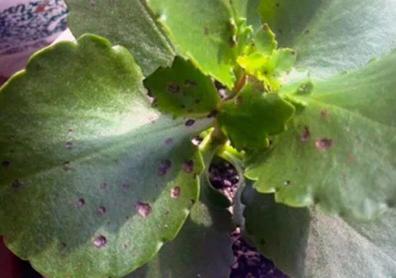 каланхоэ болезни листьев. фитофтора на каланхоэ. кольцевая пятнистость каланхоэ. фитофтороз каланхоэ. кольцевая пятнистость каланхоэ.