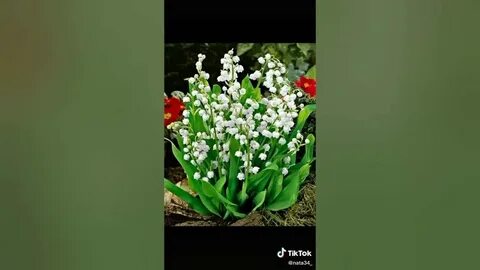 Музыка я подарю тебе ландыши 2024 слушать