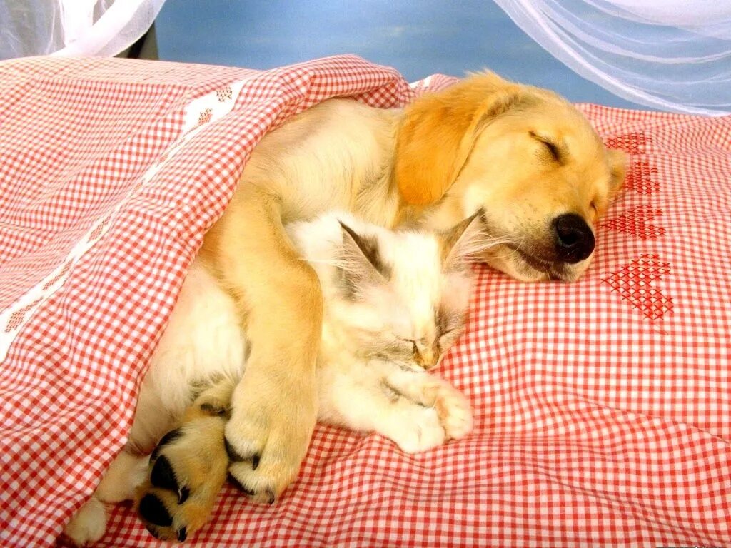 Животные спят. Спящие щенки. Котики собачки. Видео спящей собаки