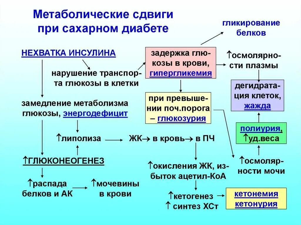 Изменение метаболизма при сахарном диабете. Метаболические изменения при сахарном диабете. Метаболические сдвиги при сахарном диабете. Метаболические процессы при сахарном диабете. Обусловлена выпадением триплета характеризуется перестройками