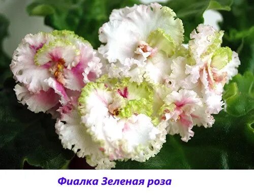 Фиалка зеленая роза фото