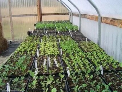 Когда тепличный будет продавать рассаду
