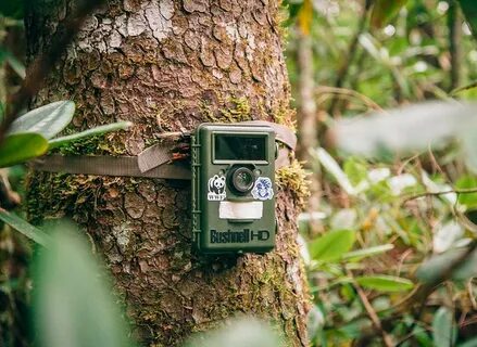 Trail camera