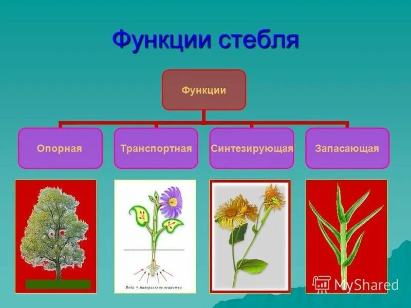 Функции стебля 6 класс