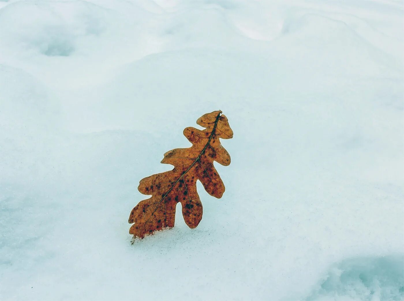 Листик на снегу выражение. Заснежиный листдуба картинки. Ветка Вялых листьев на снегу. Фото, картинка - дубовый лист в снегу зимой. Сугробы листьев