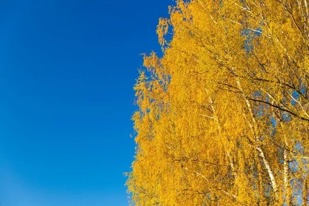 И падает листва с березы и осины (Дина Лукьяненко) / Стихи.ру