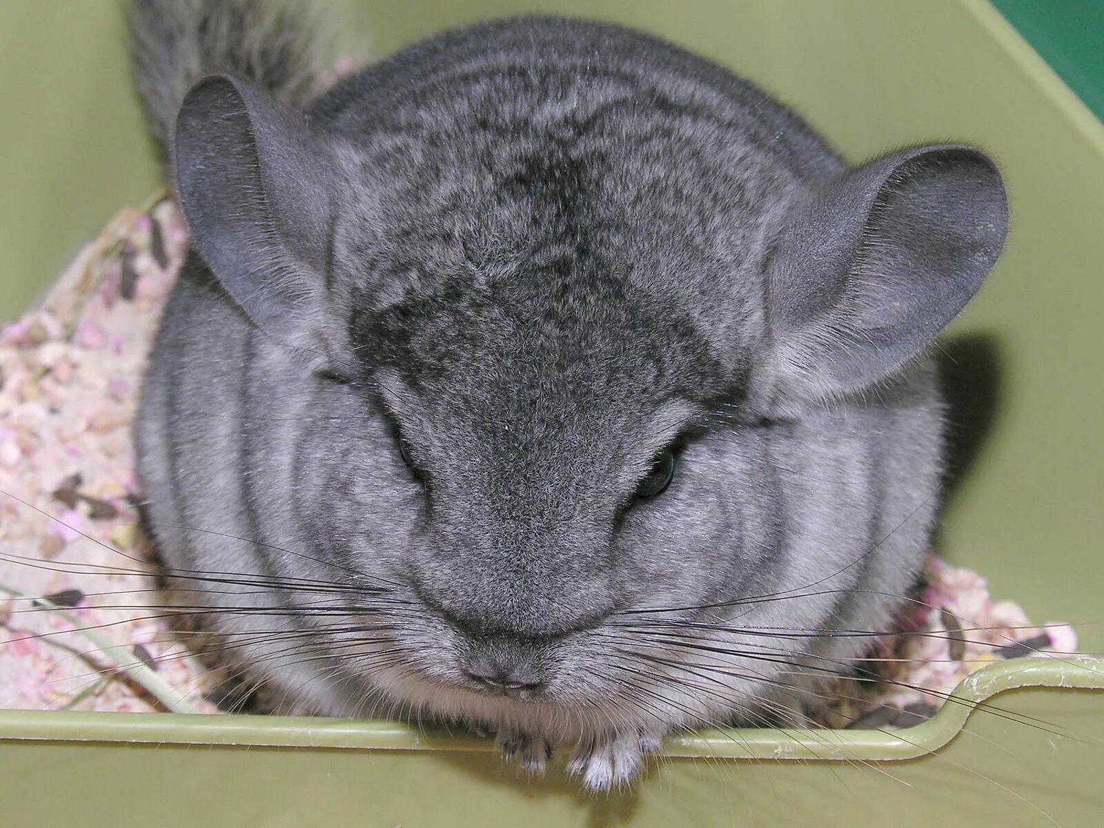 Шиншилла стала. Шиншилла lanigera. Шиншилла агути. Шиншилла Chinchilla lanigera. Короткохвостая шиншилла.