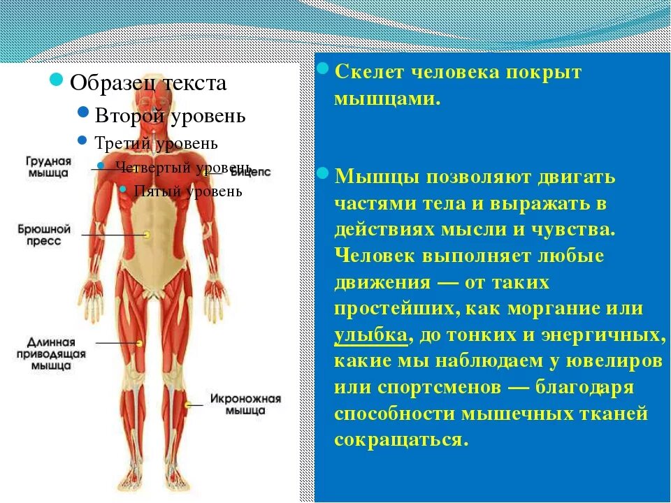 Тело человека органы 4 класс окружающий мир. Мышцы человека. Органы и мышцы человека. Кости и мышцы человека. Мышцы человека 4 класс.