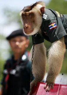 9 обезьян