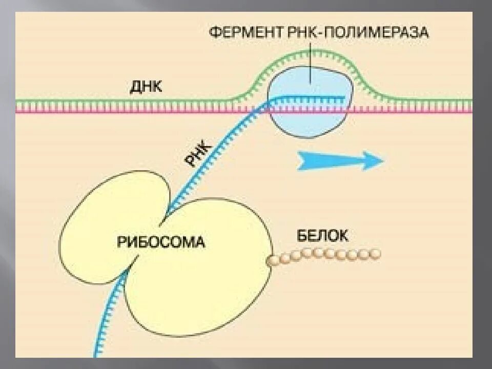 Осуществляется ферментом днк полимеразой. Фермент РНК полимераза функция. Исходный продукт синтеза РНК ферментом РНК полимераза. Синтез РНК полимеразы. РНК полимераза Синтез.