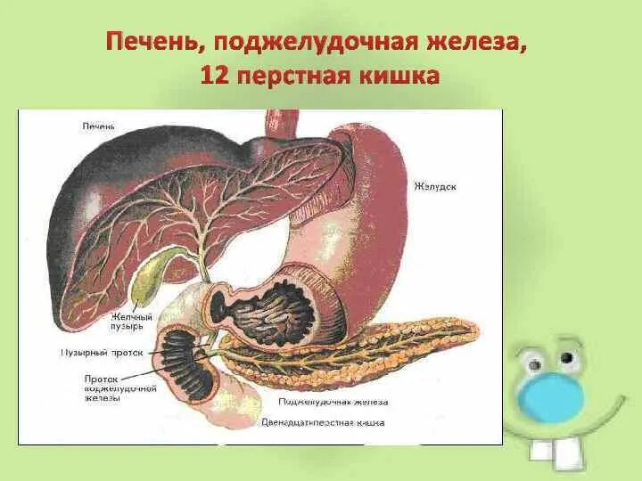 Желудок печень поджелудочная железа желчный пузырь. Печень поджелудочная желудок 12персная кишка. 12 Перстная кишка и поджелудочная железа. Печень и 12-перстная кишка. 12 Перстная кишка печень поджелудочная железа.