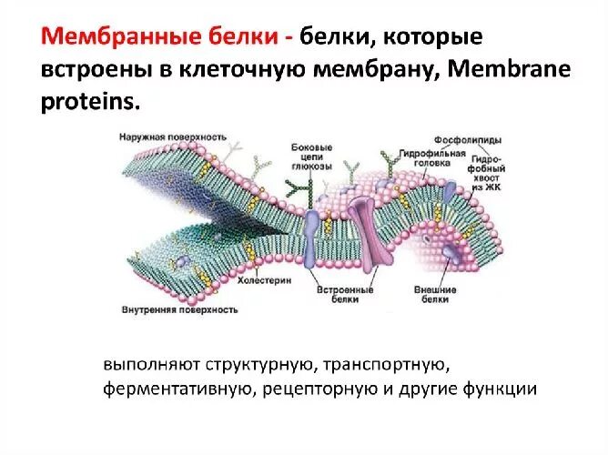 Клеточная мембрана функции - какие выполняет?