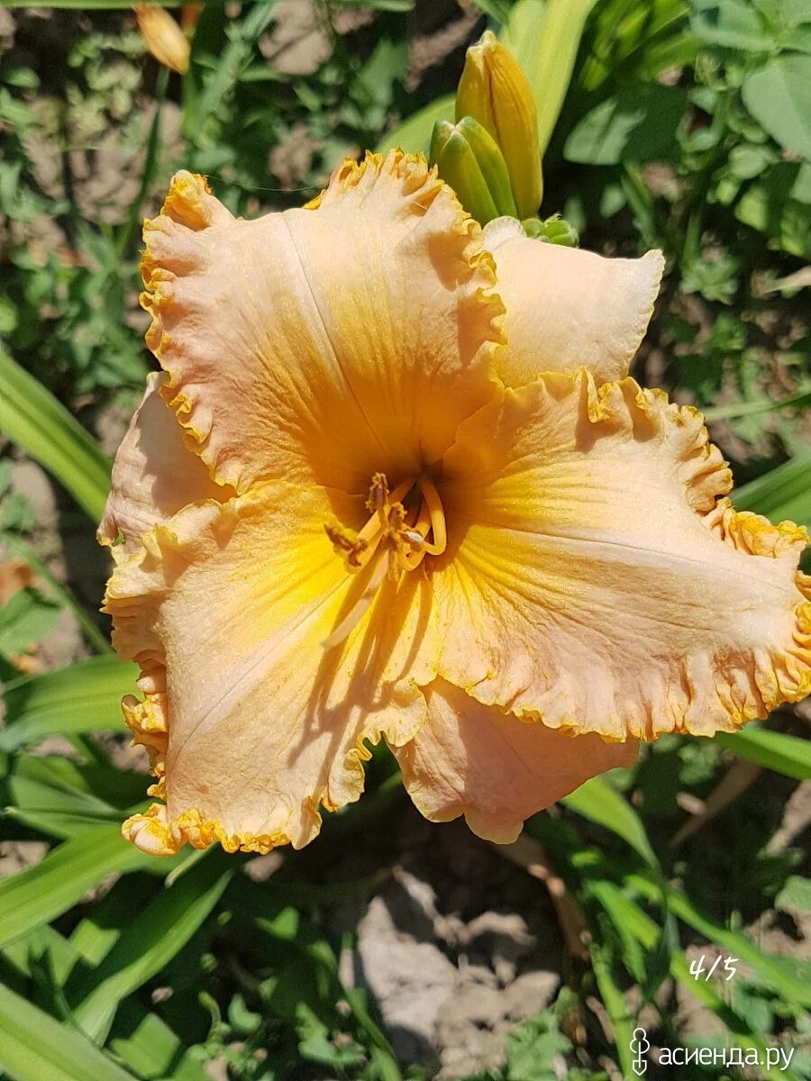 Лилейник лонгфилдс перл. Лилейник &quot;spacecoast starburst&quot; (hemerocallis). лилейник гибридный spacecoast starburst. лилейник spacecoast scrambled. лилейник spacecoast starburst.