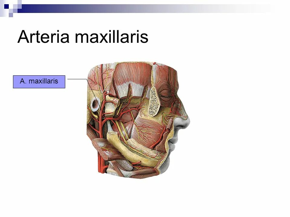 A maxillaris. Артерия максилярис. Ветви артерии максилярис. Артерия максилярис схема. Ветви a maxillaris схема.