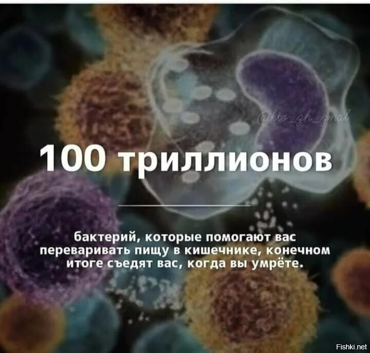 Названия бактерий которые помогают переваривать пищу. 100 Триллионов. Бактерии которые помогают человеку переваривать пищу. Бактерии которые заставляют любви котов.