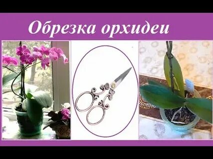 Как правильно срезать орхидею