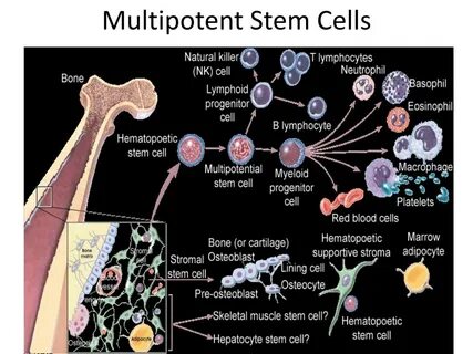 Define cell