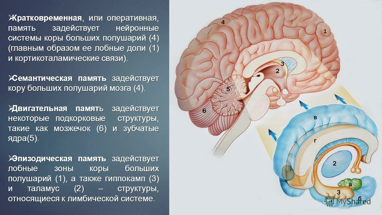 Сколько в мозгах памяти. Мозг память. Мозг и память человека. Кратковременная память в мозге. Системы памяти в мозге человека.