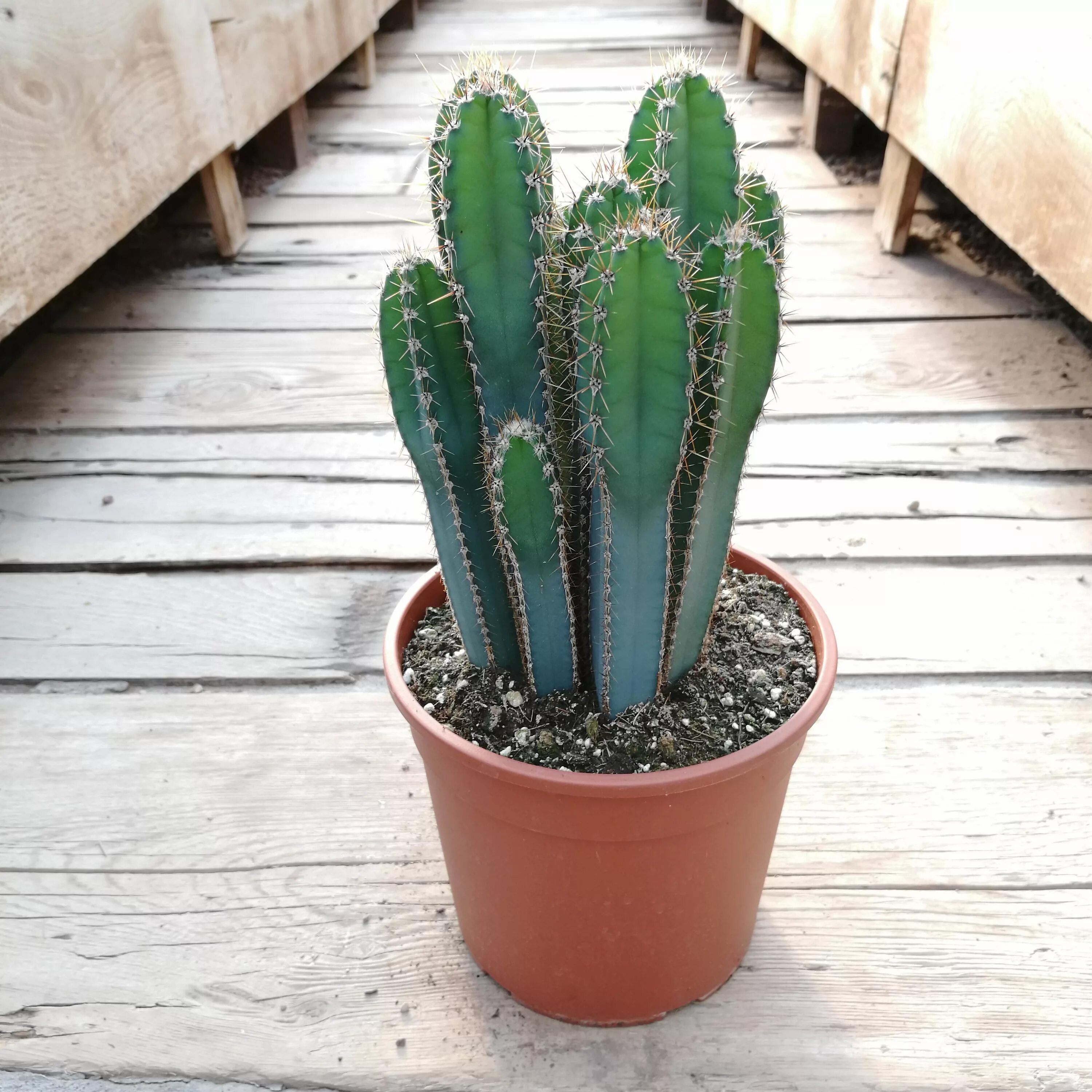 цереус. кактус цереус перуанский цветет. кактус цереус валидус. цереус. кактус цереус.