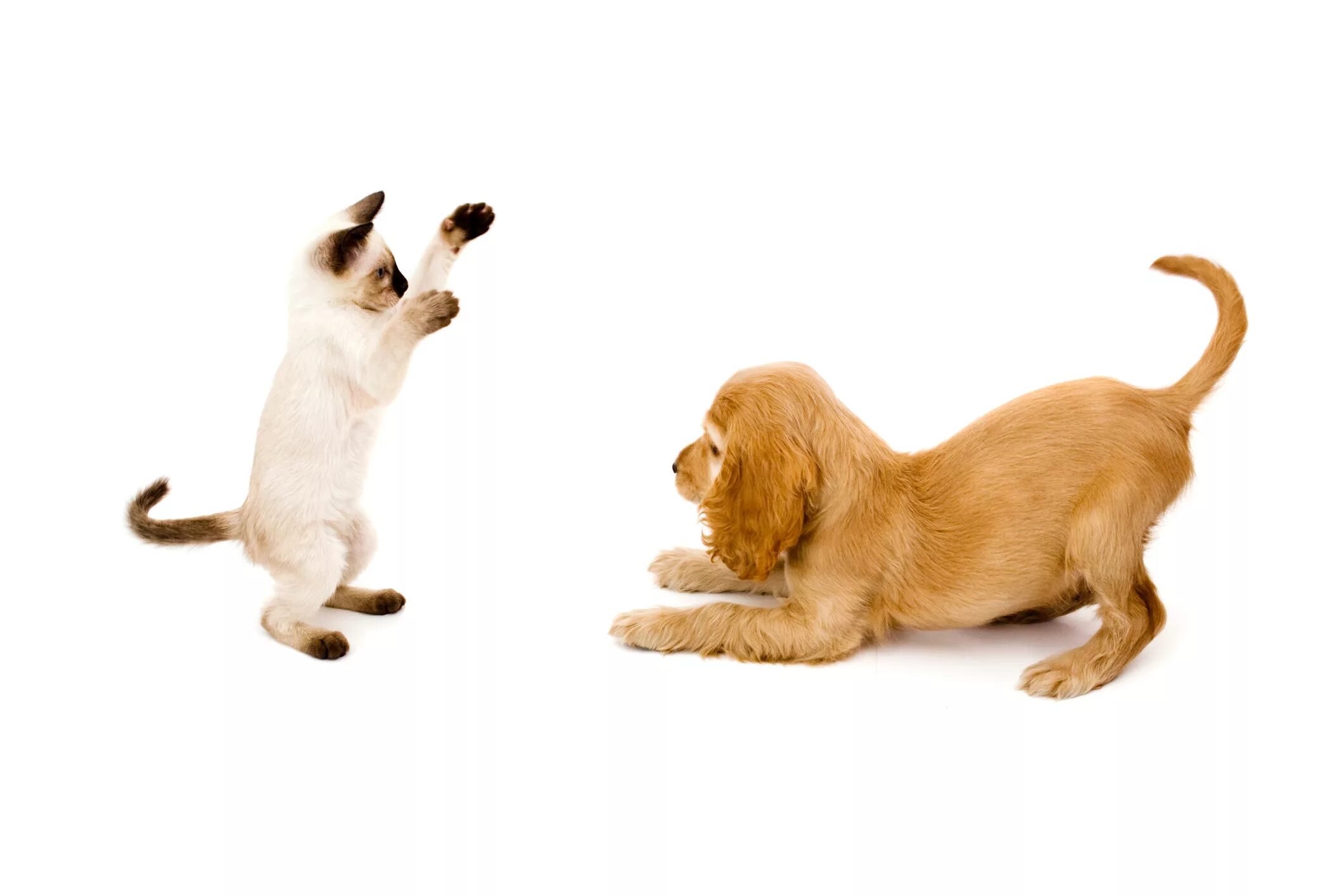 Dog and cat playing. Кошки и собаки. Вражда кошек и собак. Кошка с собакой дерутся. Кошка с собакой ругаются.