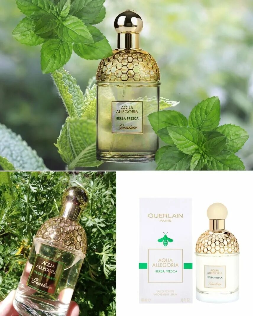 Guerlain aqua allegoria herba