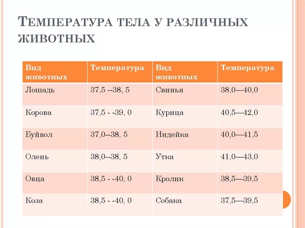 Температура тела кур. Нормальная температура животных разных видов. Температура животных в норме таблица. Нормы температуры тела у животных таблица. Нормальная температура тела домашних животных таблица.